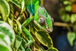 chameleon-384957_1920